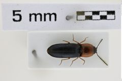 Foto (Dorsalansicht) von Cardiophorus georgioui (Preiss & Platia, 2003) (NHMW-ZOO-COL-0008524)